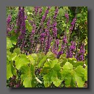 Lythrum salicaria + vigne (le jardin de la poterie Hillen). www.poterie.fr- 1